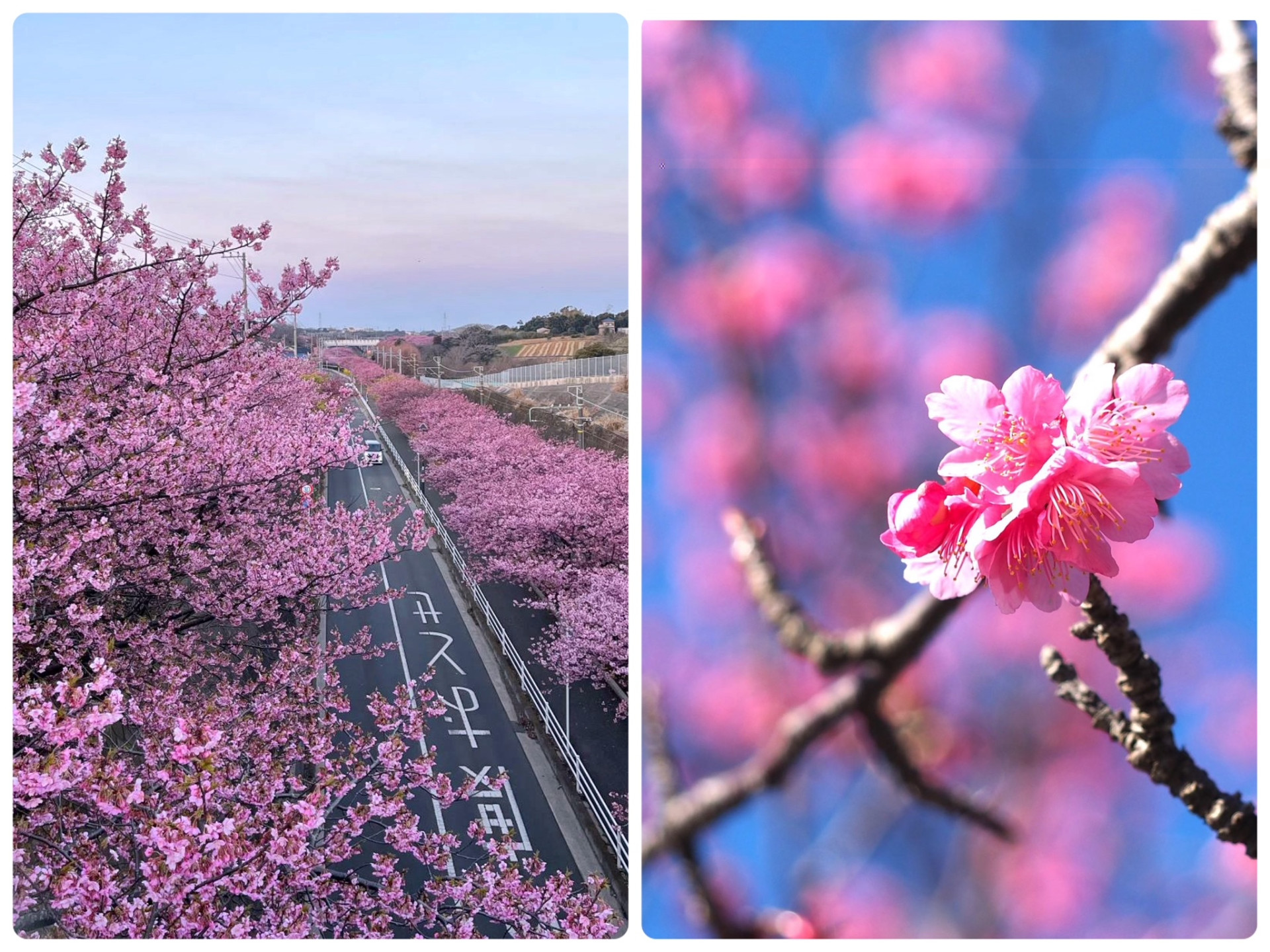 線路沿いの河津桜並木は圧巻！ 三浦海岸【花のコラム】